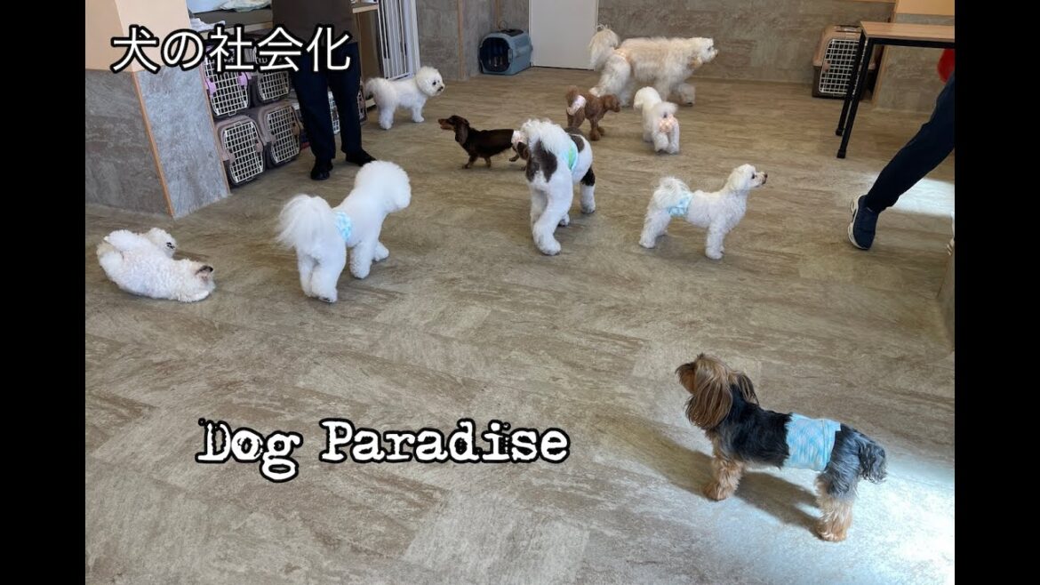 【犬の社会化と犬の保育園】犬の楽園ドッグリーニョの1日 Dog daycare and dog paradise in Japan dogs and puppy 20230825 【犬の社会化と犬の保育園】犬の楽園ドッグリーニョの1日 Dog daycare and dog paradise in Japan dogs and puppy 20230825