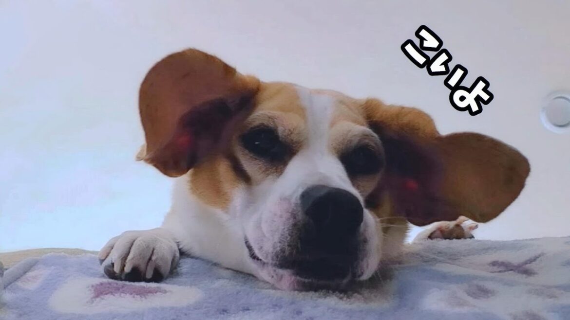 下から見たビーグル犬は最高におぶすでしたｗ