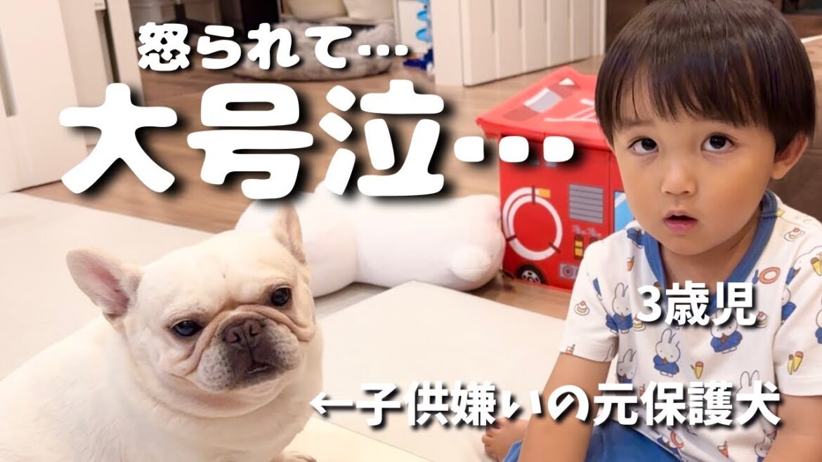 元保護犬のフレンチブルドッグに怒られて3歳児が大号泣…でもすぐに仲直りしてまったり♡
