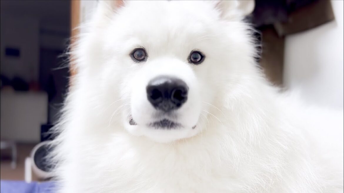 ママが構ってくれなかった時に見せる無表情が切なすぎる犬【サモエド】