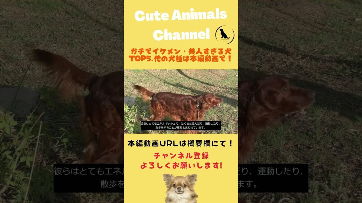 ❤❤ガチで美人・イケメンすぎる犬④❤❤【アイリッシュセター】 #shorts