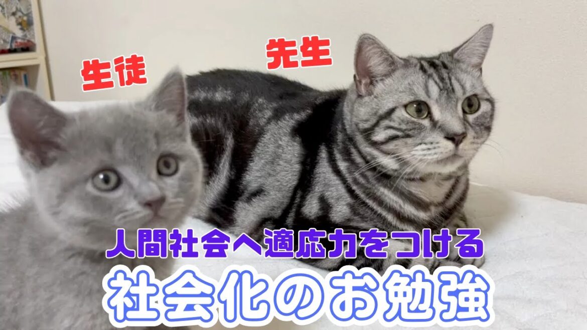 【性格を重視した子猫の育て方】シャルトリュー子猫にアメリカンショートヘア兄さん先生に預けてみました
