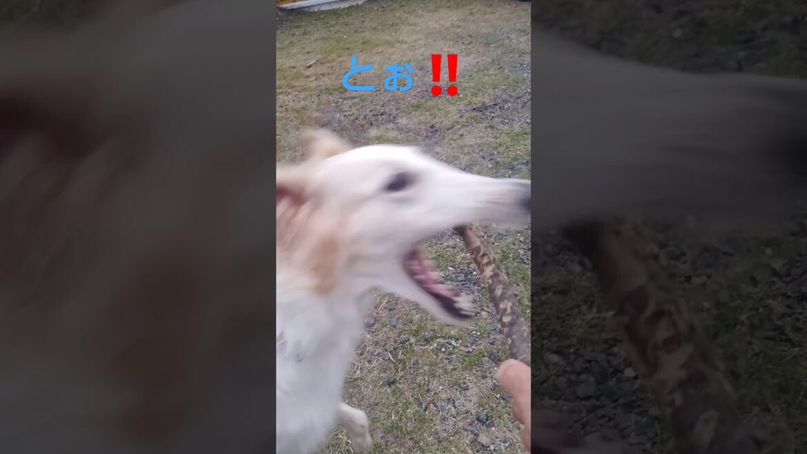 棒に飛びつくボルゾイ🐶🎶😆　Borzoi jumping on a stick
