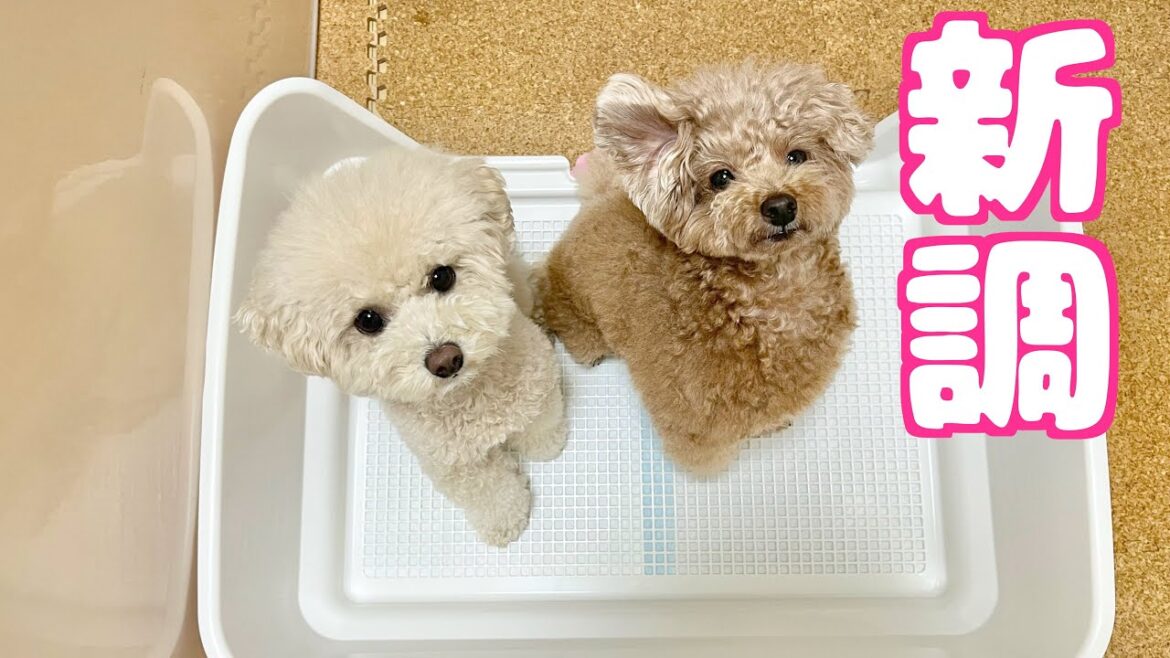 愛犬のトイレ位置改善のために新しいトイレを用意したらこんな反応でした