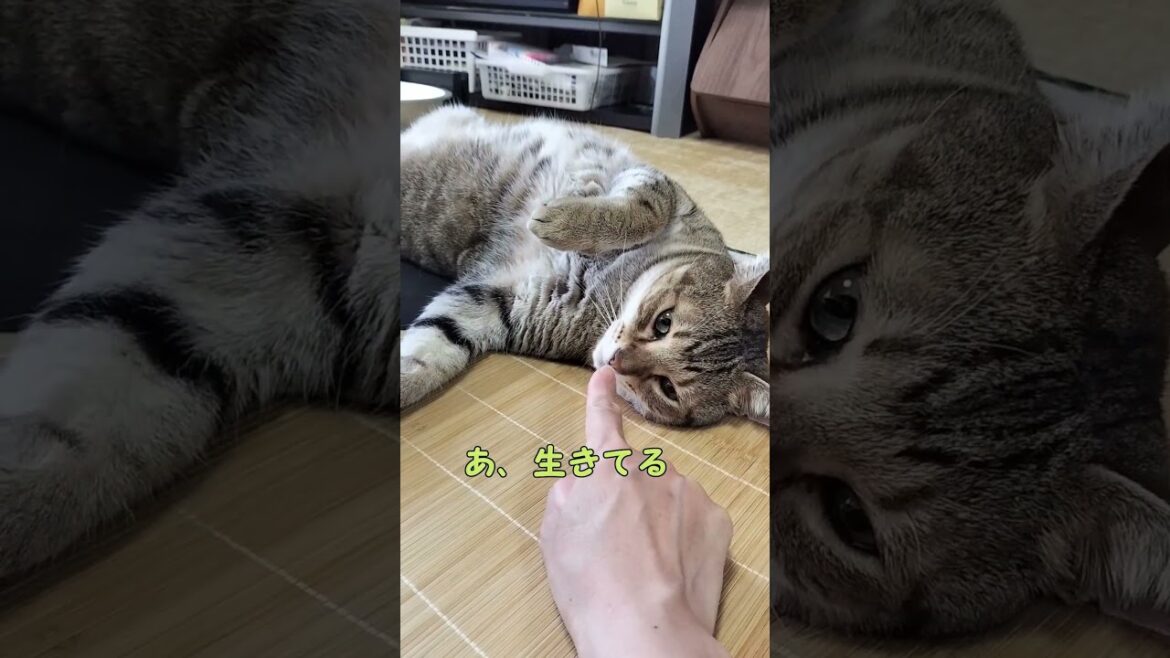 猫が腹から黒い血を流して‥