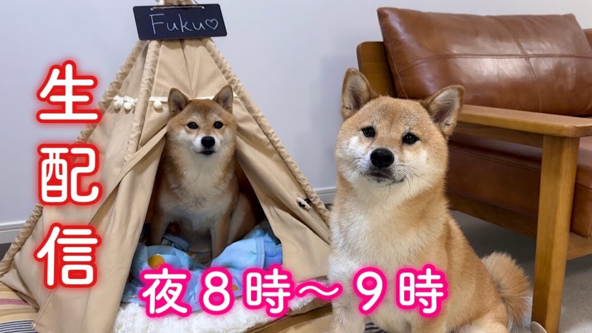 【🔴生配信】1時間程お話ししましょう🐶💕