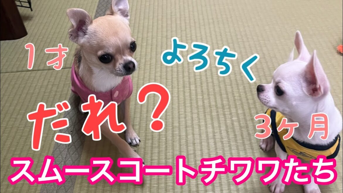 スムースコートチワワ達🐾ノアと・・誰かな？生後3ヶ月の◯◯
