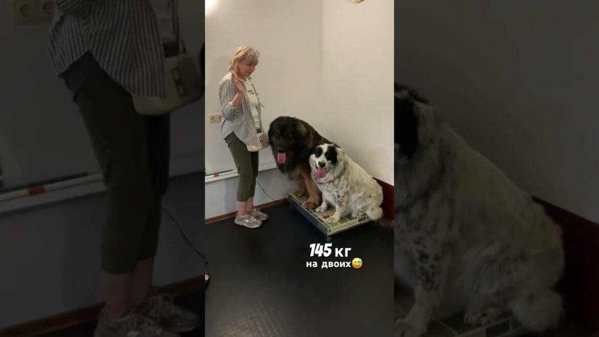 #собаки #dog #леонбергер #leonberger #alabay #алабай #алабайка #взвешивание