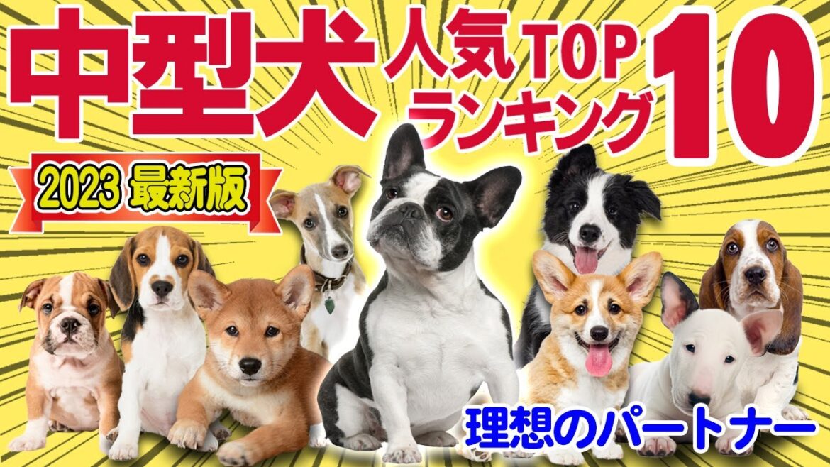 【2023年 最新版】ちょうどピッタリ！中型犬人気ランキングTOP10