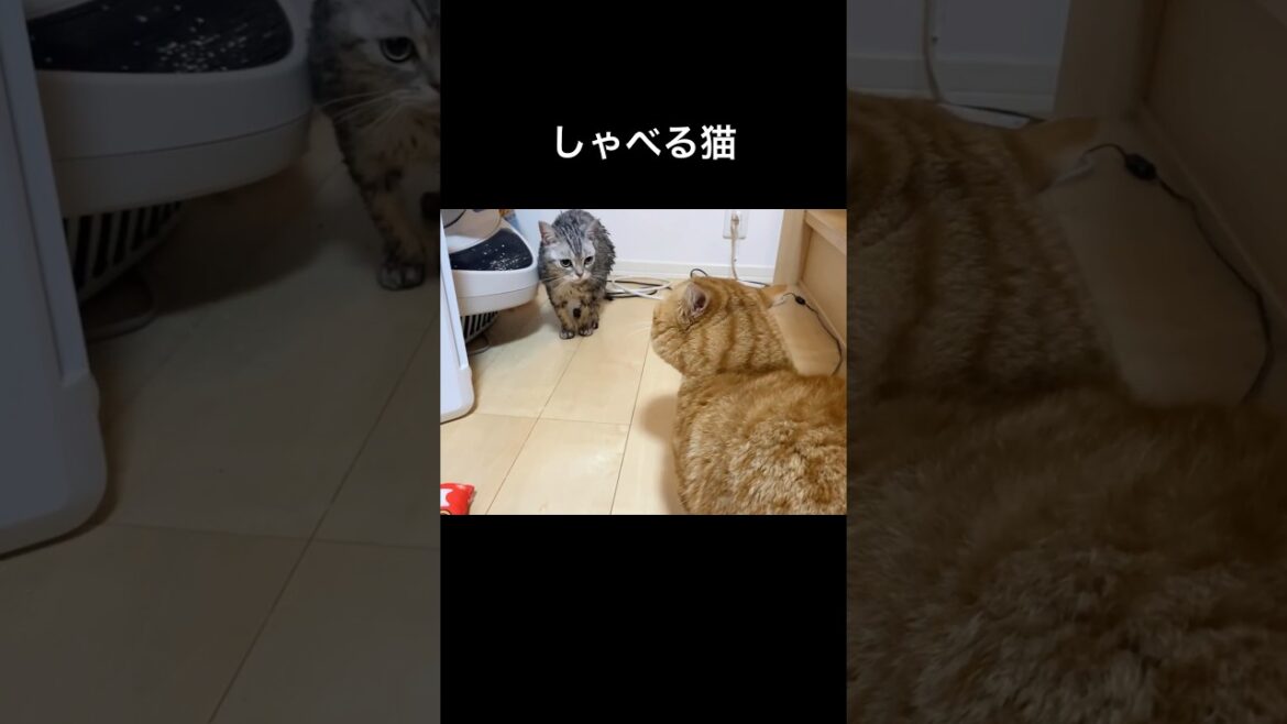 しゃべる猫 #猫 #マンチカン #shorts
