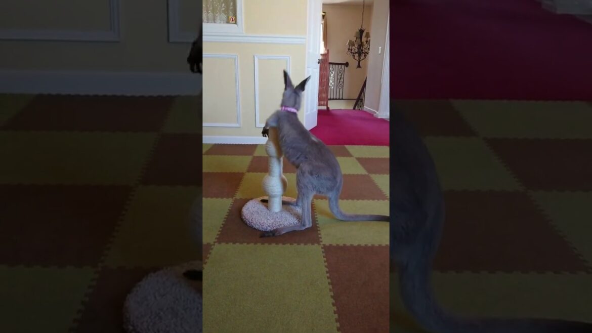 16.戦うカンガルー(Roony the kangaroo)