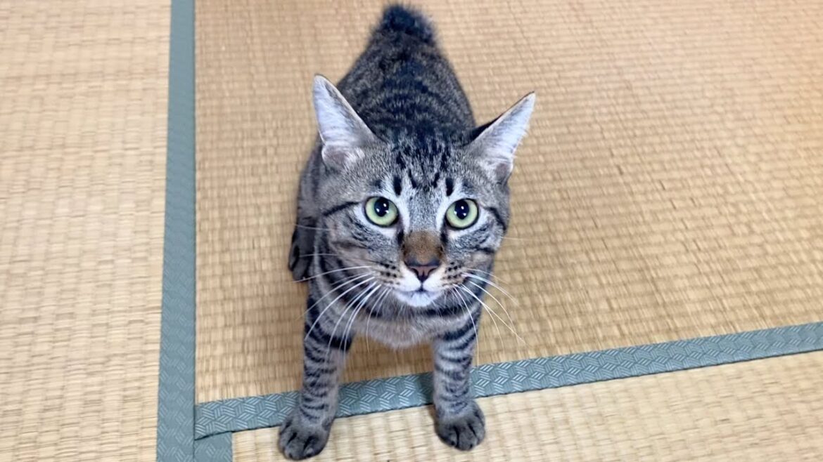 数日ぶりに帰宅したら子猫が凶暴化して襲いかかってきた… 数日ぶりに帰宅したら子猫が凶暴化して襲いかかってきた...