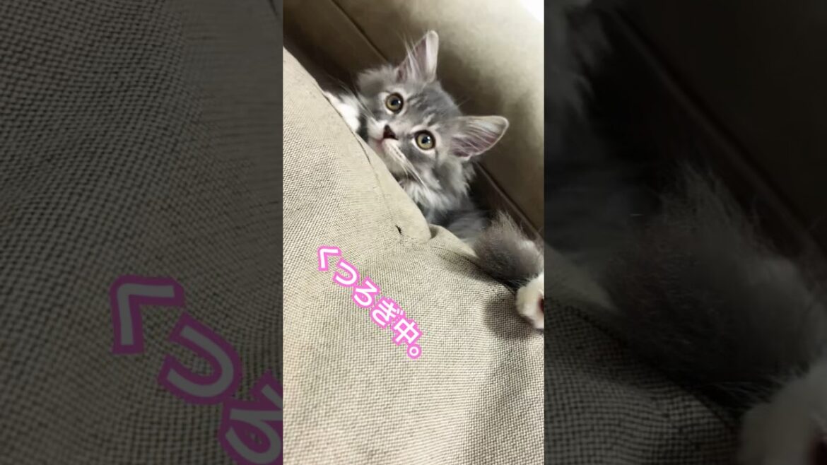 ソファの隙間でくつろぐ子猫がかわいい。#shorts #猫 #サイベリアン