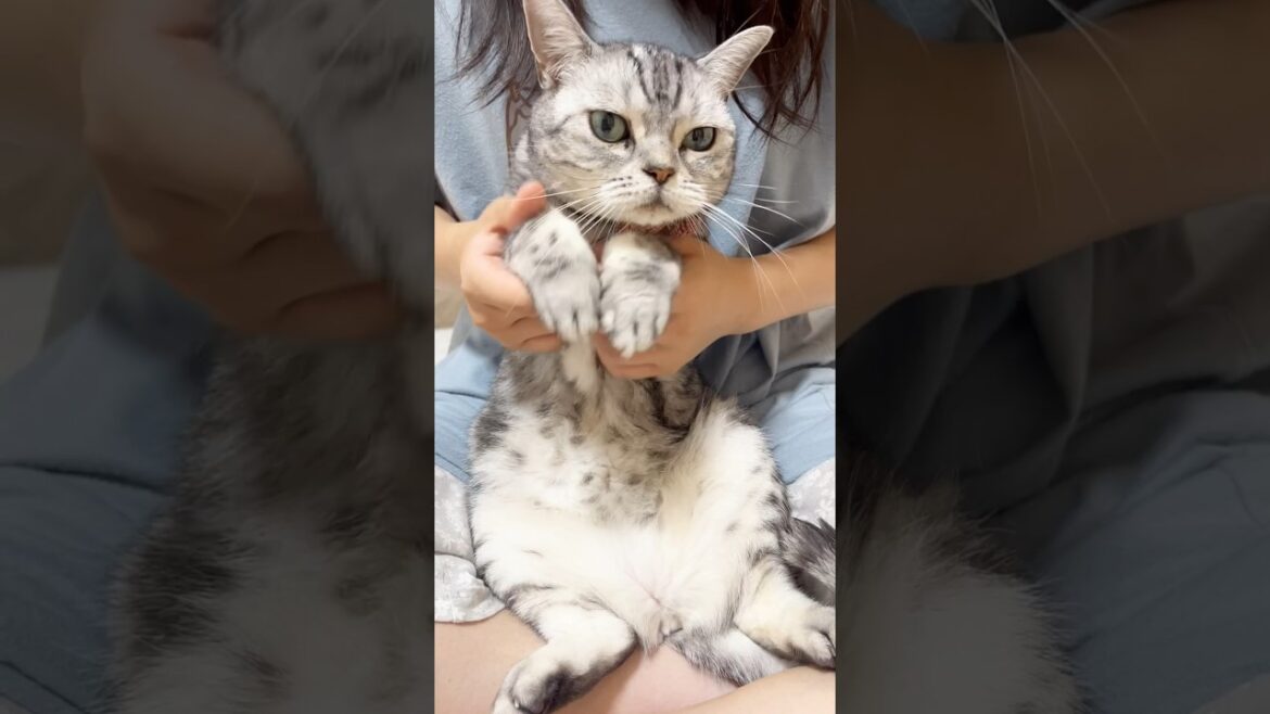 猫とピーマン体操踊ってみた！ #推しの子 #アメリカンショートヘア #shorts