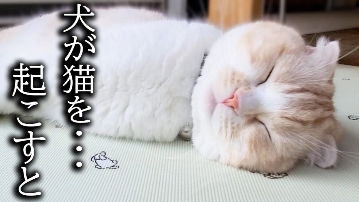 朝寝坊して全く起きない猫を犬が起こしたらまさかの結果に...
