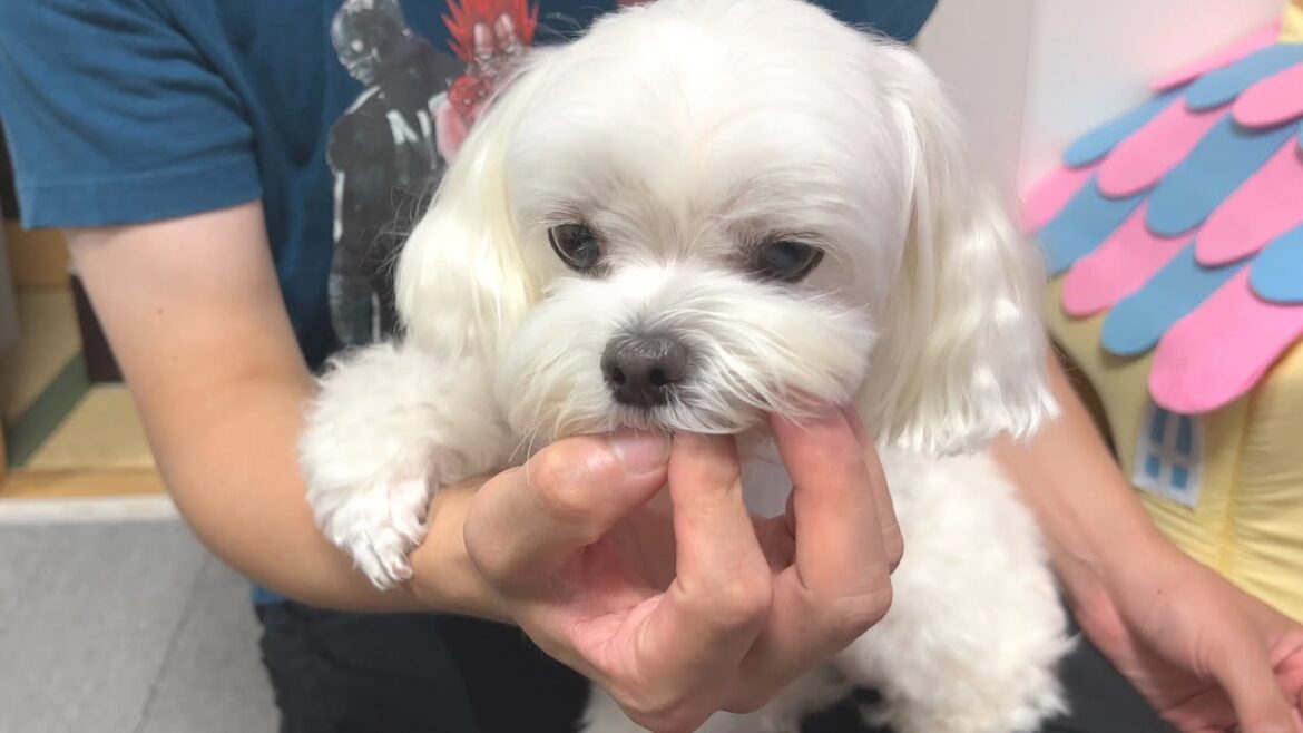 パパが出かける事を絶対に阻止したい犬の作戦が面白すぎる【マルチーズ】