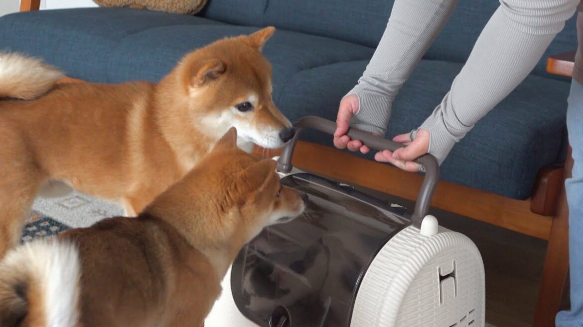 子猫が手術から帰宅‥!すると心配する柴犬兄姉の姿がありました。