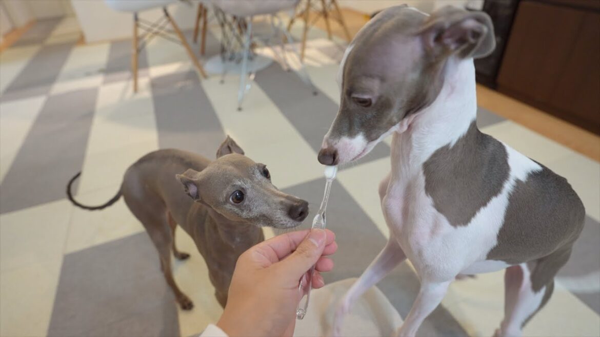 お盆休みにゲームをやり過ぎて愛犬がピクミンにみえてきたので、気晴らしに新しい歯ブラシで歯磨きしていくっ！！！【泡雪】