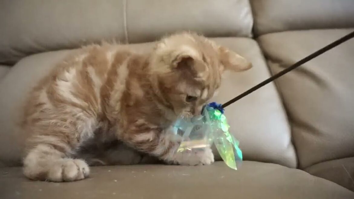 セルカークレックス子猫　2023.6.14産まれ 　レッドタビー　　男の子　シーダキャット猫のお店