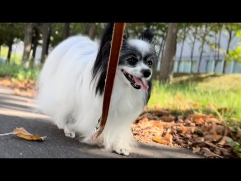 【可愛すぎパピヨン】可愛い愛犬の動画を撮りたい!!自撮り棒を使ってみた。#パピヨン #愛犬 #お散歩動画 #自撮り棒 【可愛すぎパピヨン】可愛い愛犬の動画を撮りたい!!自撮り棒を使ってみた。#パピヨン #愛犬 #お散歩動画 #自撮り棒