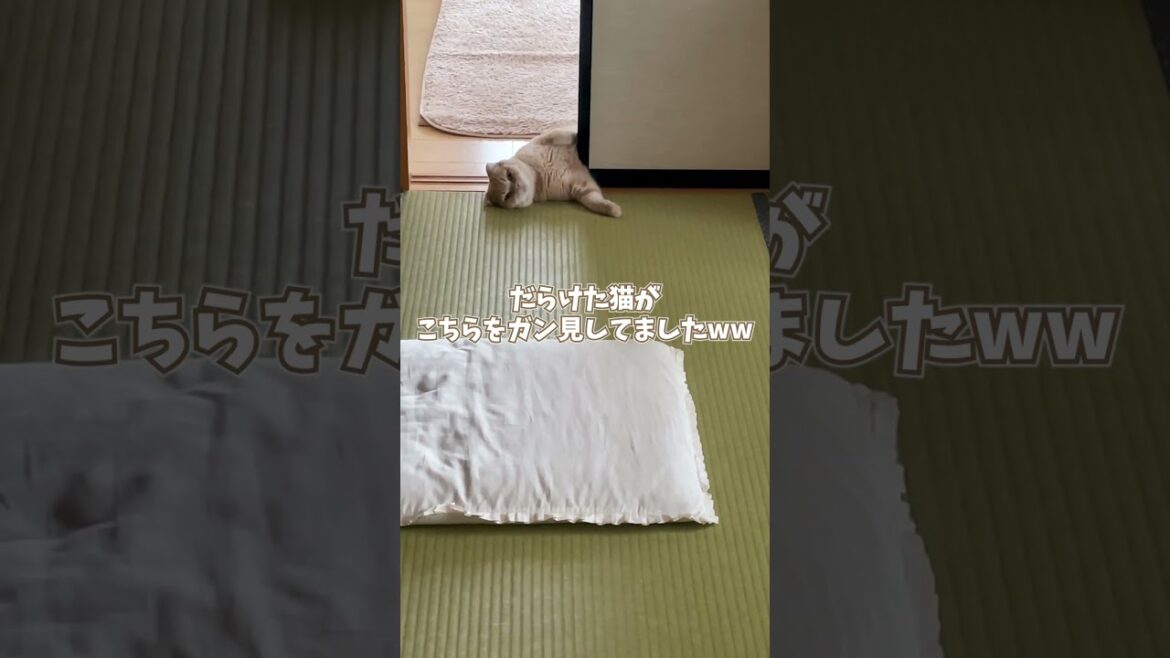 あくびが出そうで出ない猫【スコティッシュフォールド】#shorts #かわいい #子猫
