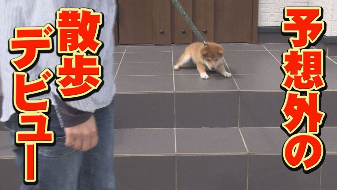 万全の対策をとって、挑んでみたのだが・・・