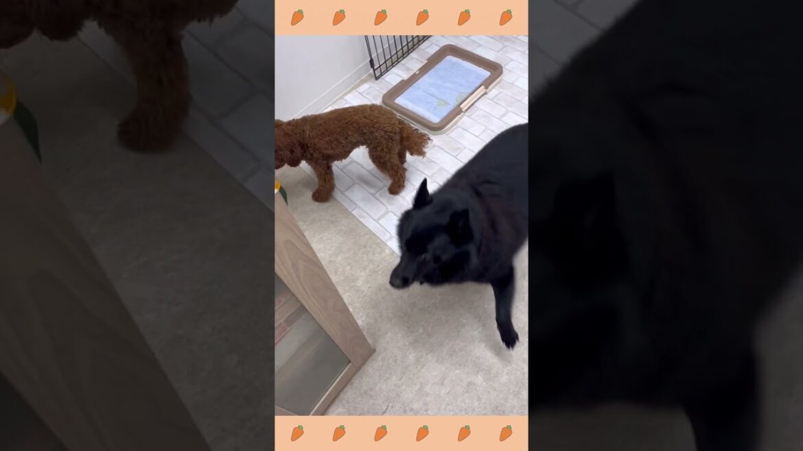 犬のようちえん・ほいくえん・お泊りトレーニング＃スキッパーキ#犬のしつけ#shorts