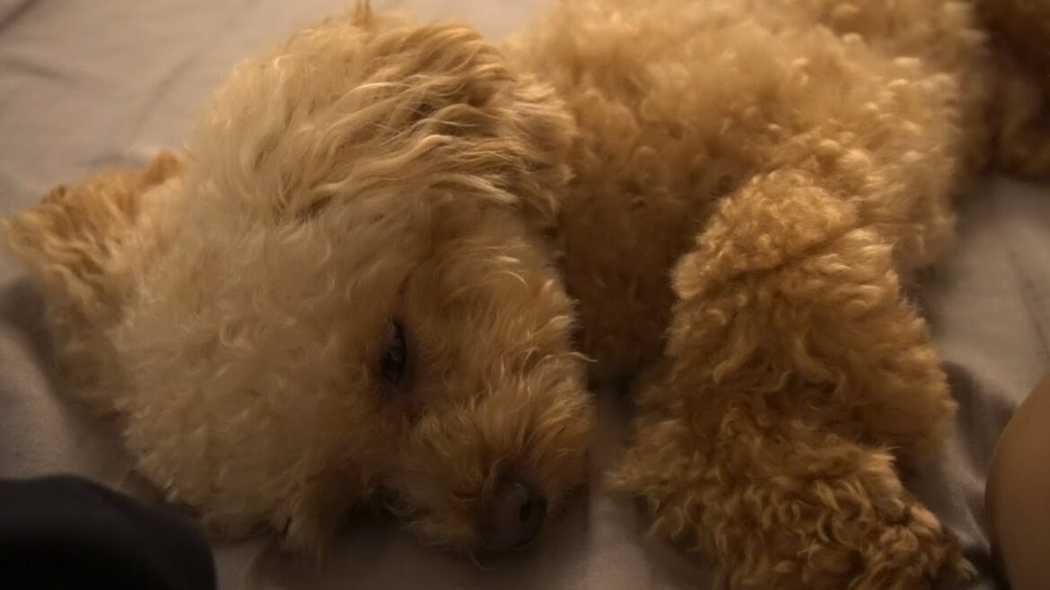 何も食べなくなりました。衰弱しきった愛犬の看病に努める独身男【気象病#1】【トイプードル】