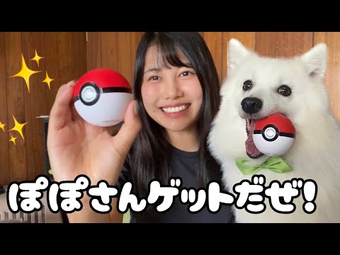 愛犬をモンスターボールで捕まえてみた 愛犬をモンスターボールで捕まえてみた