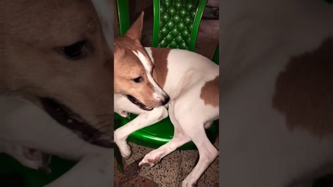 #viral #dog #subscribe #trending #viwes #youtubeshorts