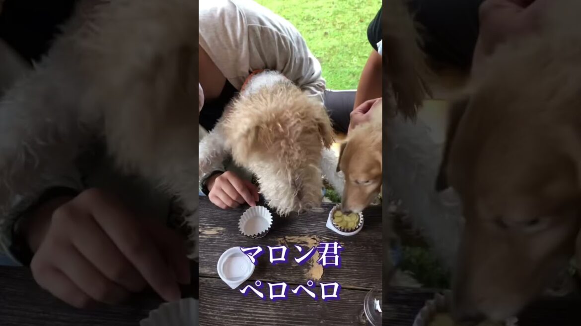 肉球サツマイモ争奪戦　ワイヤーフォックステリアのミッシェルvs Mダックスのマロン　#shorts #ワイヤーフォックステリア #ダックスフンド #wirefoxterrier
