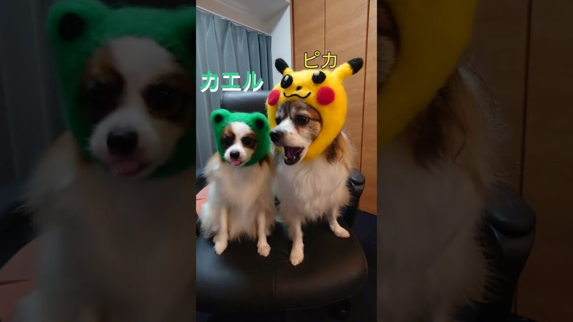 ピカチュウとカエルの共演が可愛い#パピヨン犬 #ポケモン #ピカチュウ