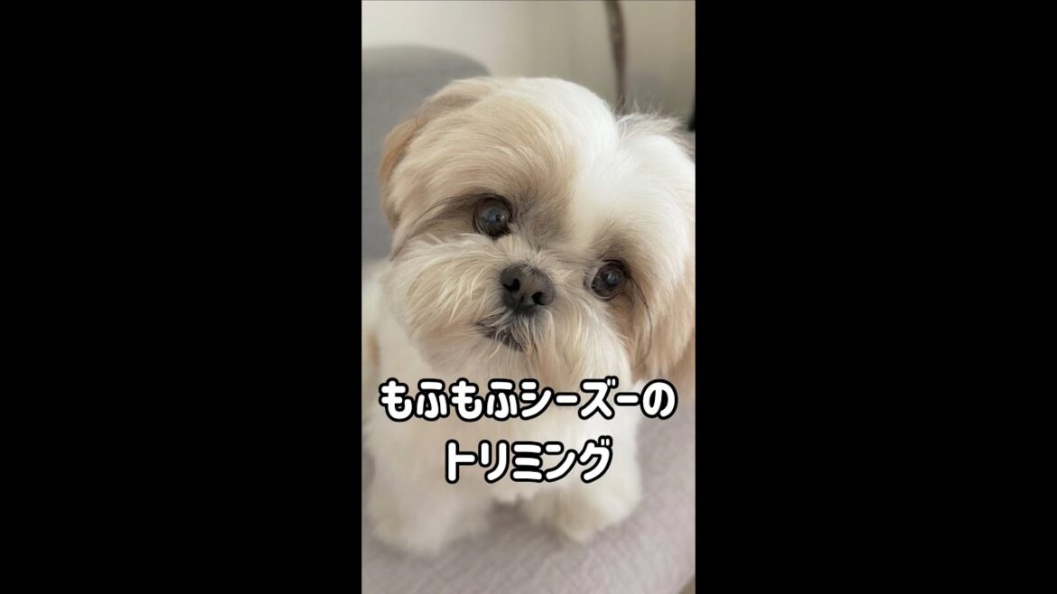 【裏側】もふもふシーズー犬がトリミングで◯ミリカットにして別犬になるまで #shorts / Shih Tzu Trimming.