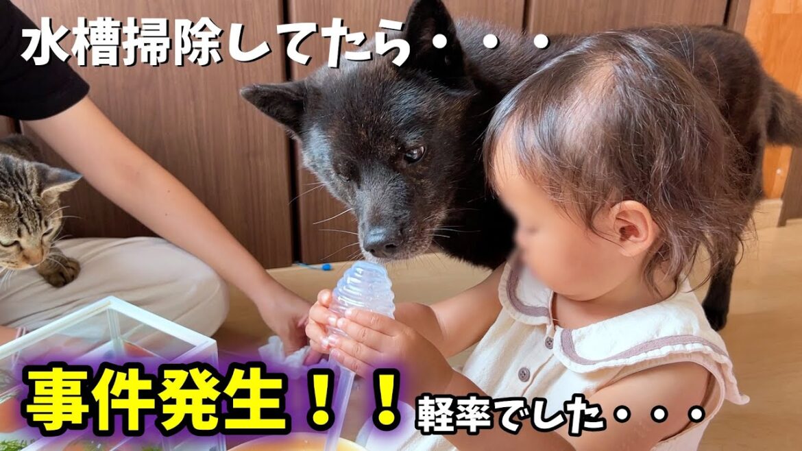 【反省】甲斐犬と猫と子供に魚見せてたらえらいことになった