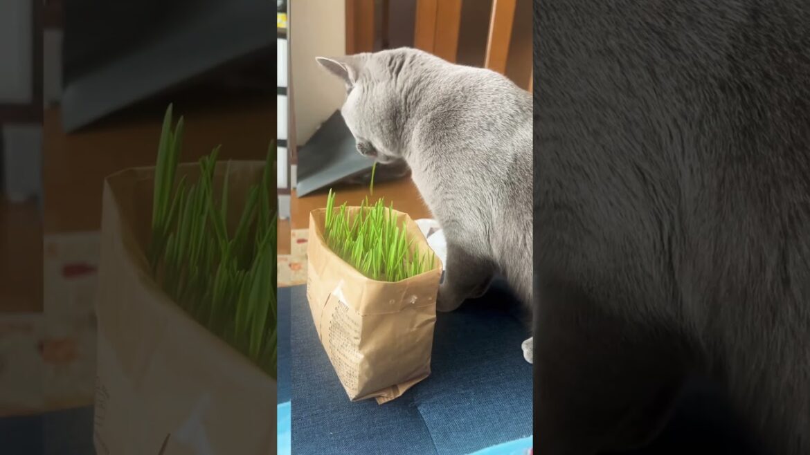 【シャルトリュー】にゃん生初ねこ草！！さすがの食いっぷり#シャルトリュー #猫草