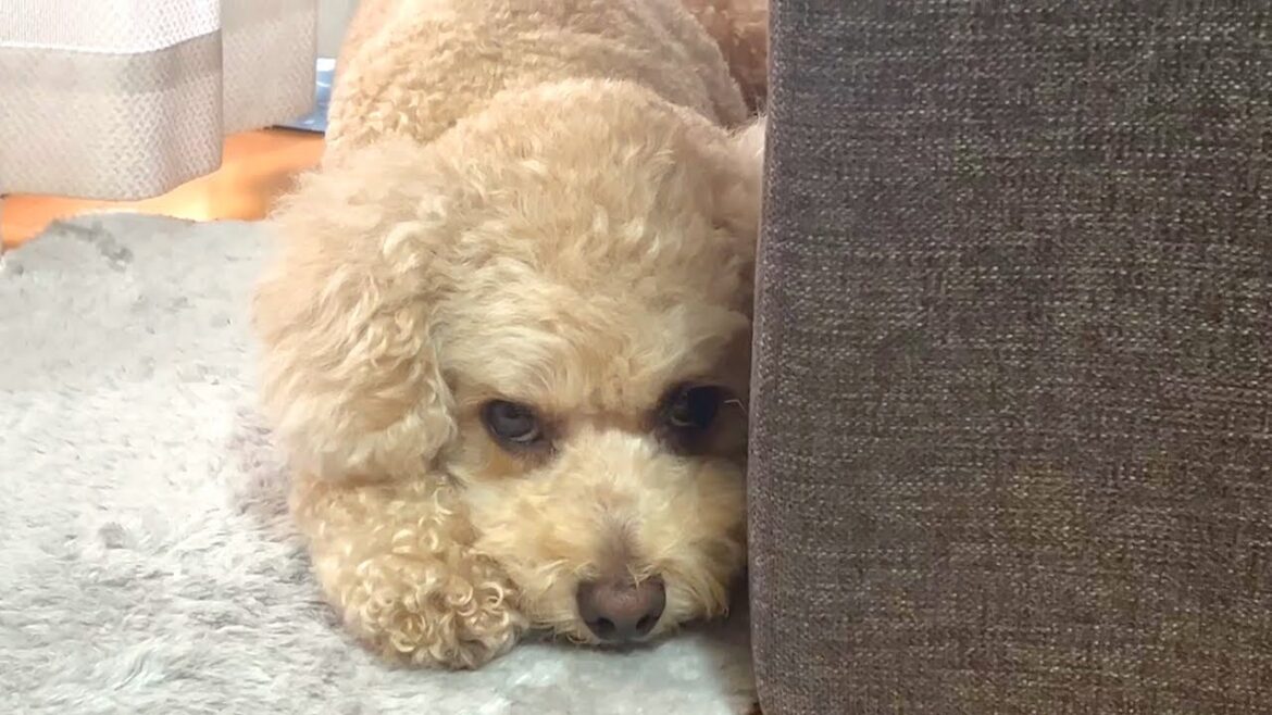 大きいトイプードルがテンションだだ下がりな理由【デカプー】【トイプードルのロアくん】【toy poodle】