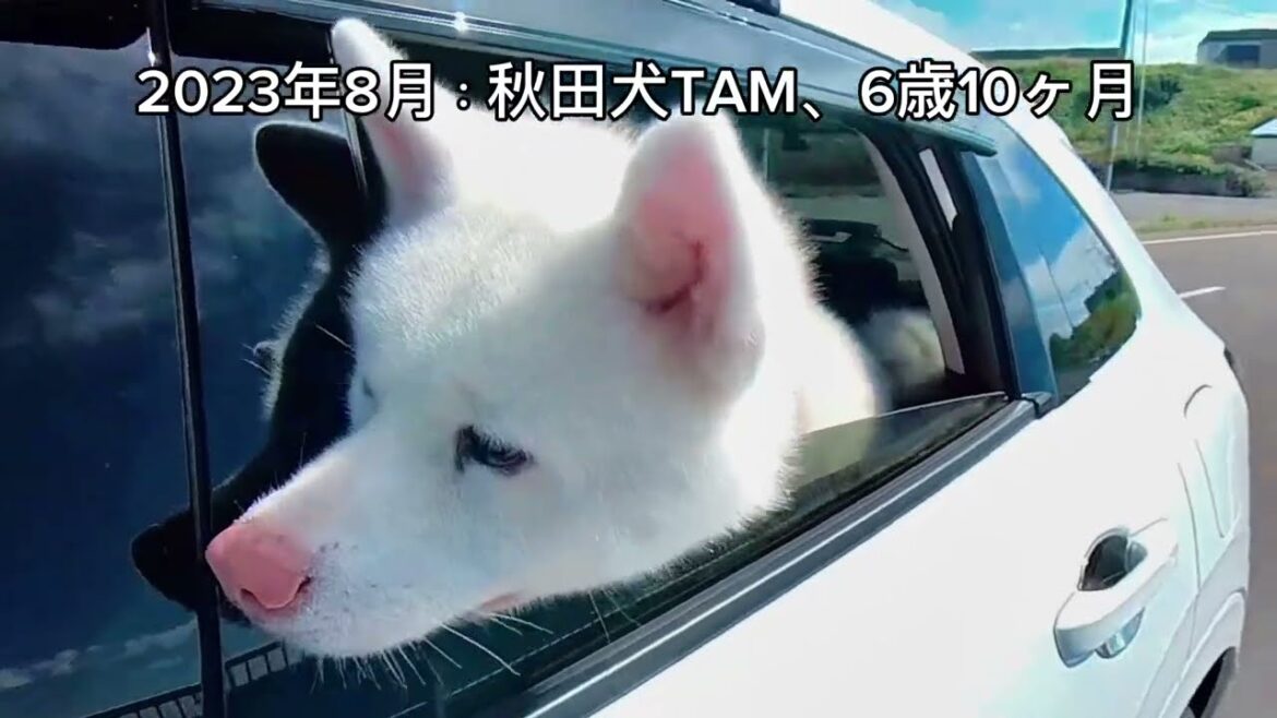 秋田犬TAM：黄金岬（留萌市）とキャンプ場2018 & 2023