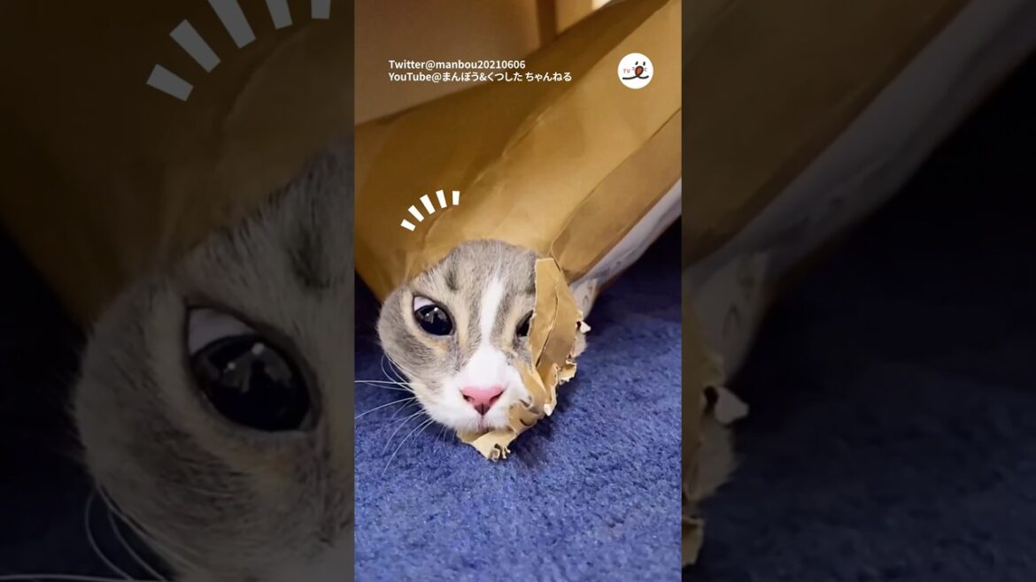 新しい生物が発見されました❣️|PECO #スコティッシュフォールド #scottishfold #猫 #猫動画 #猫のいる暮らし #cat #catlover #catvideos 新しい生物が発見されました❣️|PECO #スコティッシュフォールド #scottishfold #猫 #猫動画 #猫のいる暮らし #cat #catlover #catvideos