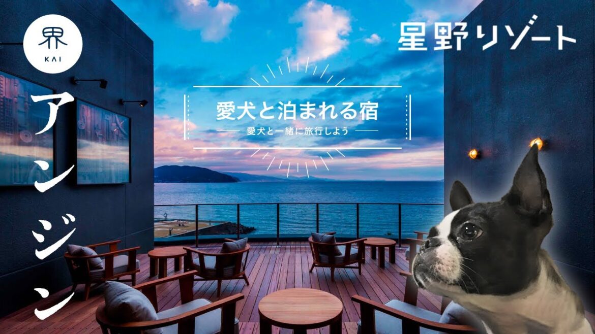 【ボストンテリア】愛犬と憧れの星野リゾートに宿泊｜界 アンジン編