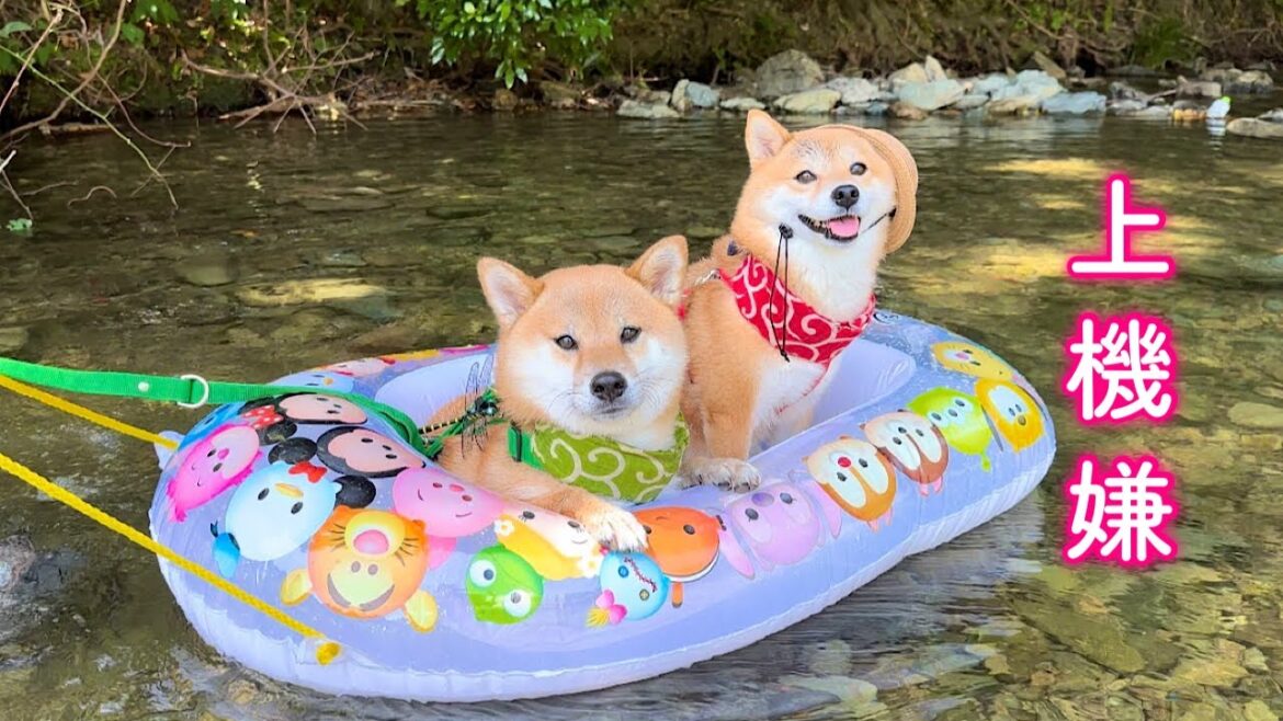 川遊びで初めてボードに乗ったら満面の笑みで優雅に揺られる柴犬が可愛い