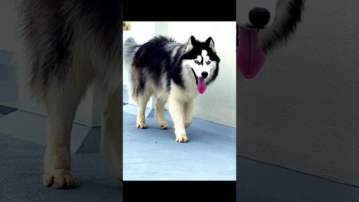 Siberian husky | whatsapp status #Shorts