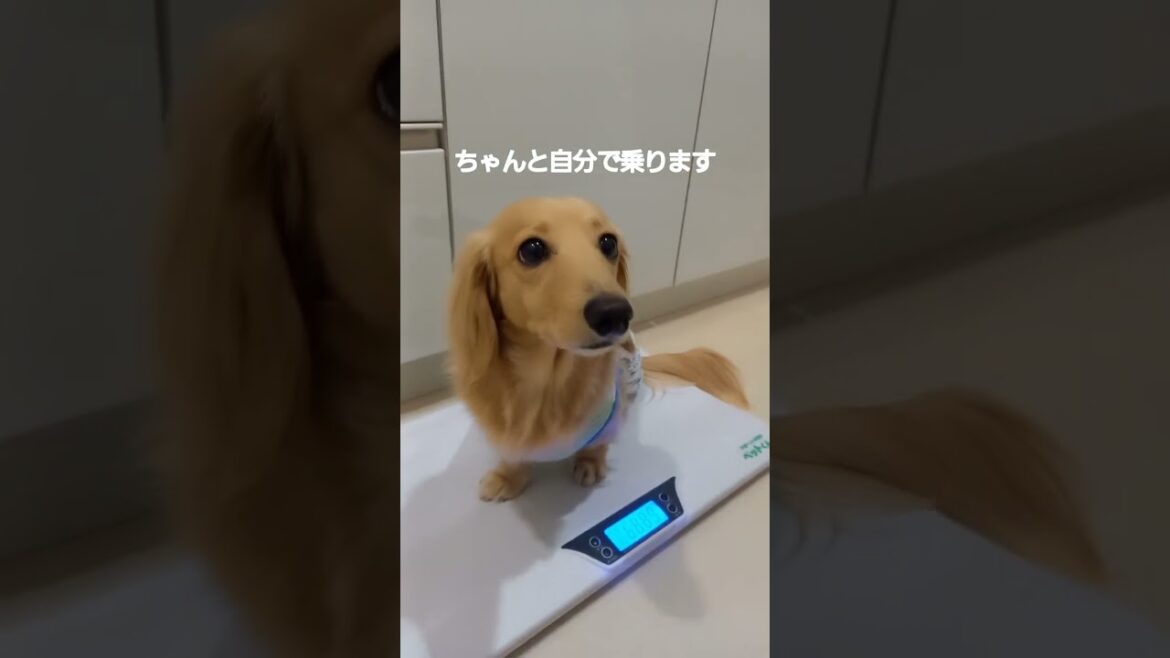 ウキウキ体重を測る犬|ミニチュアダックスフンド ミルクのかわいい日常 #shorts ウキウキ体重を測る犬|ミニチュアダックスフンド ミルクのかわいい日常 #shorts