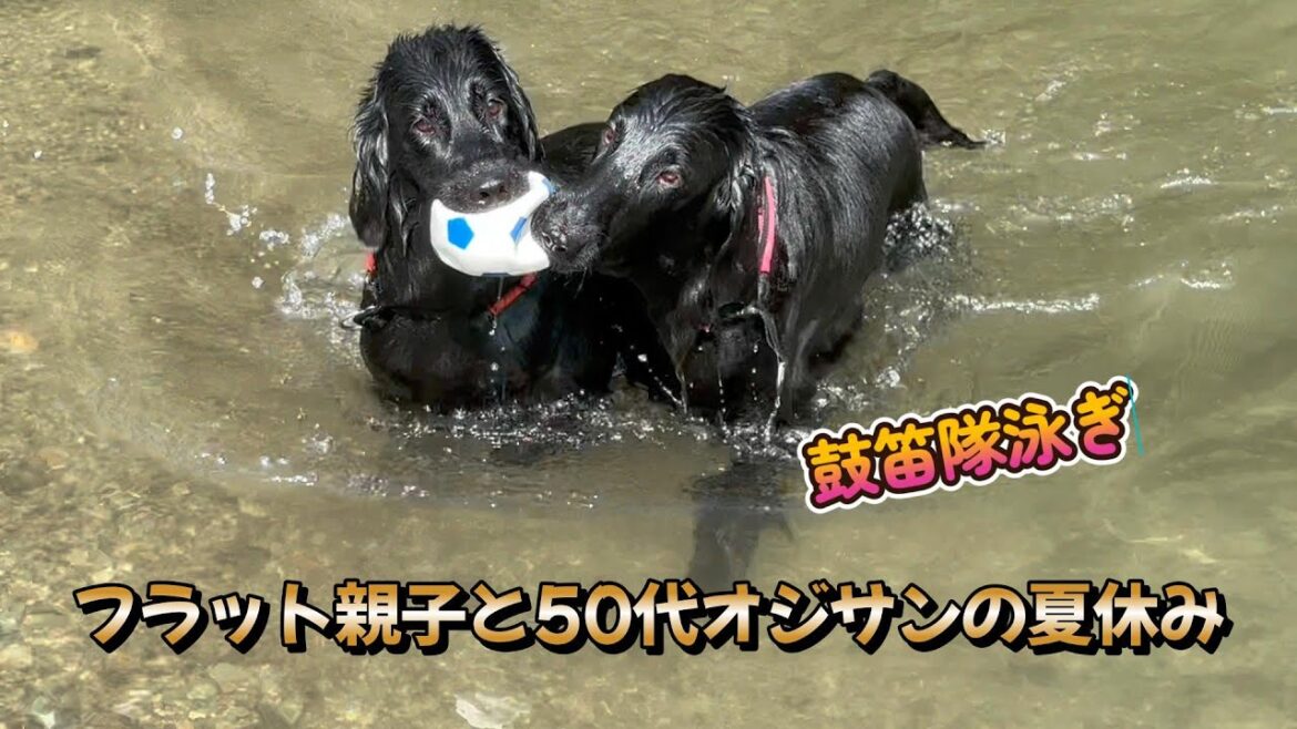 フラット親子と50代オジサンの夏休み【フラットコーテッドレトリバー】flatcoatedretriever