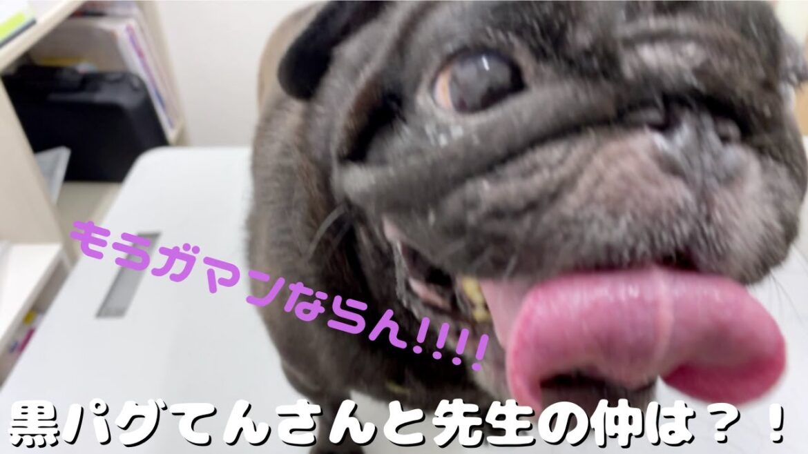 【フレブル】てんさんの苦手な人・・・【黒パグ】