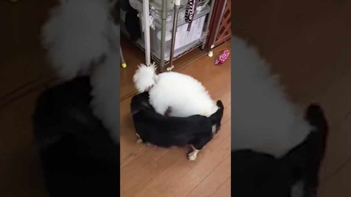 【子犬の遊び　Puppy play】　୨୧∵トリミング サロン DOG HOME ドッグホーム∵୨୧