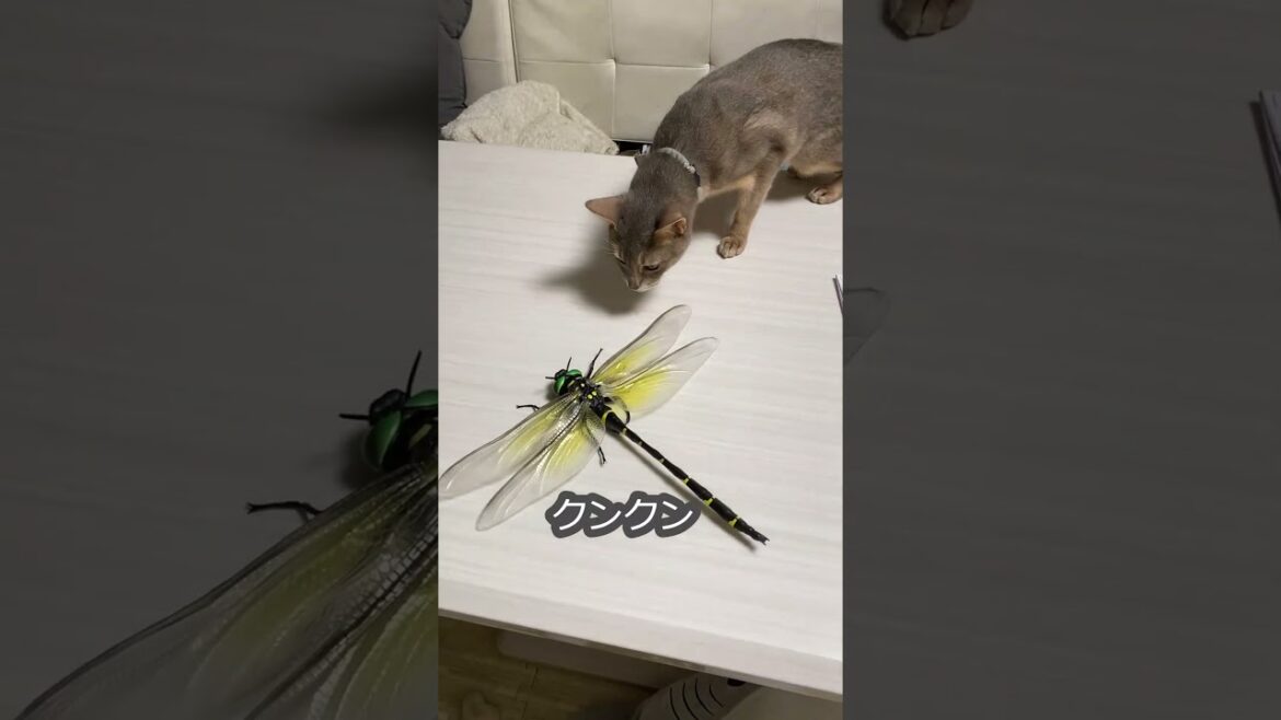 (アビ) 体長30cmのオニヤンマにビビる猫 #shorts #アビシニアン  #猫のいる暮らし