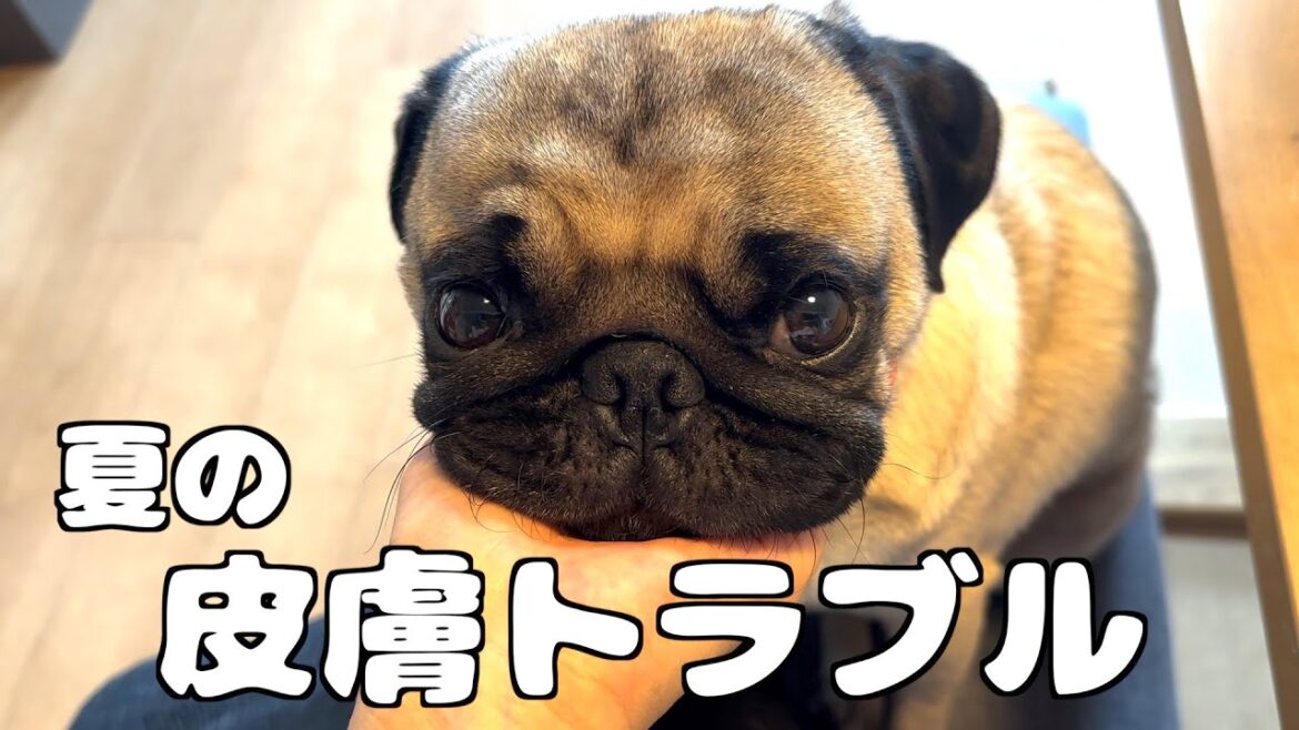 【パグ3歳】今年の夏も病院へいきました。