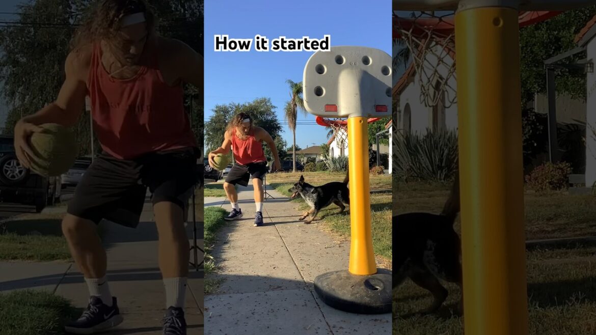 Cattle Dog plays basketball better than most people #dog #basketball #mansbestfriend