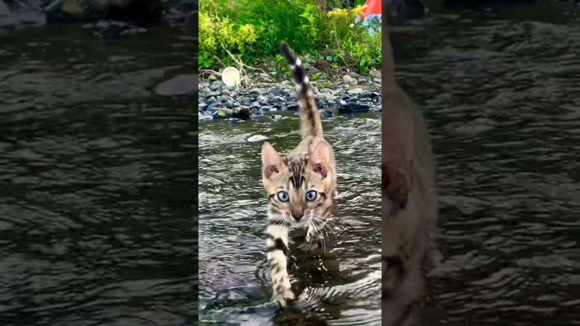Perjalanan Anak Kucing Petualang Part 1  Lembah Bajuin || si Foy