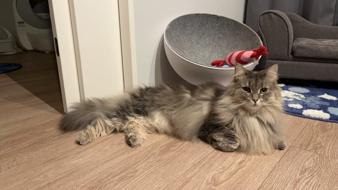 【猫配信】雑談しましょう！あいさつは「ちす！」です👋ノルウェージャンフォレストキャット